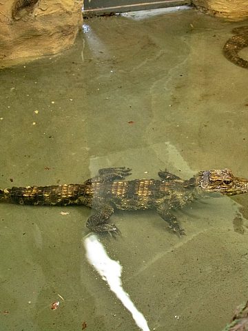 Nowi mieszkańcy chorzowskiego zoo To najmniejsze krokodyle świata 1 Nowi mieszkańcy chorzowskiego zoo To najmniejsze krokodyle świata 1