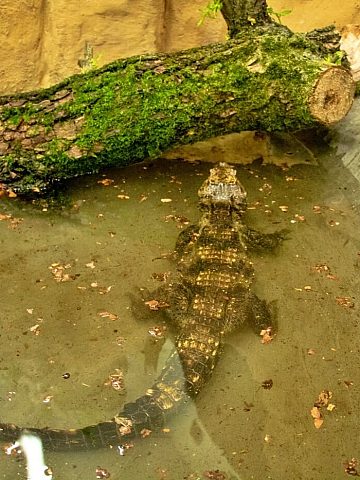 Nowi mieszkańcy chorzowskiego zoo To najmniejsze krokodyle świata 5 Nowi mieszkańcy chorzowskiego zoo To najmniejsze krokodyle świata 5