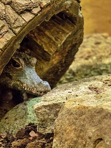 Nowi mieszkańcy chorzowskiego zoo To najmniejsze krokodyle świata 6 Nowi mieszkańcy chorzowskiego zoo To najmniejsze krokodyle świata 6