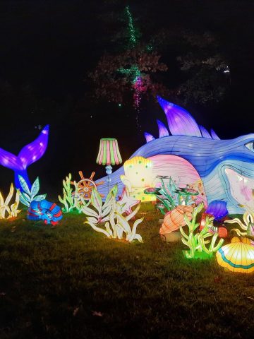 Ogród Świateł Pinokio 2 Ogród Świateł Pinokio 2