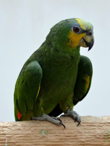 Papugarnia Carmen 5 Papugarnia Carmen 5