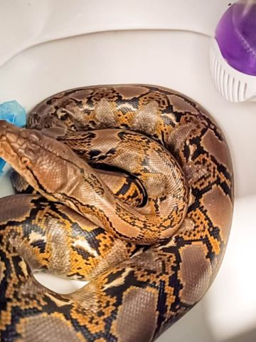 Pyton w chorzowskiej toalecie Pyton w chorzowskiej toalecie