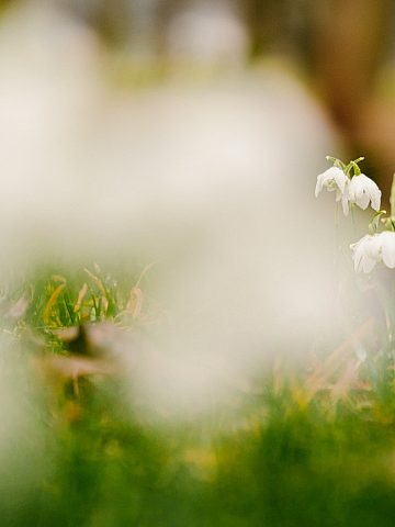 W Parku Śląskim zakwitły krokusy 5 W Parku Śląskim zakwitły krokusy 5