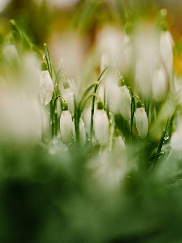 W Parku Śląskim zakwitły krokusy 6 W Parku Śląskim zakwitły krokusy 6