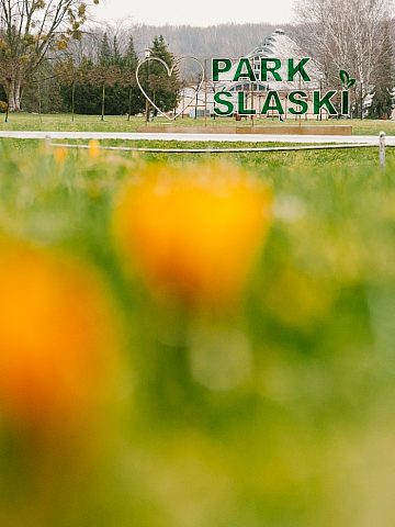 W Parku Śląskim zakwitły krokusy 7 W Parku Śląskim zakwitły krokusy 7