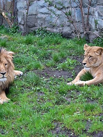 W chorzowskim zoo powstanie nowa lwiarnia 2 W chorzowskim zoo powstanie nowa lwiarnia 2