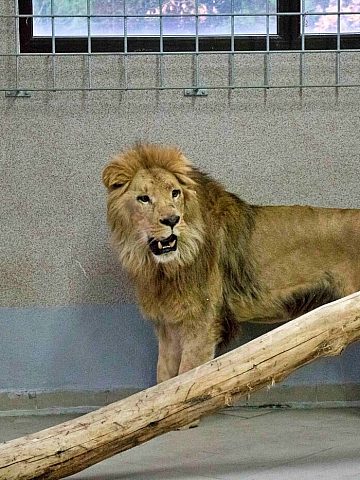 W chorzowskim zoo powstanie nowa lwiarnia 3 W chorzowskim zoo powstanie nowa lwiarnia 3