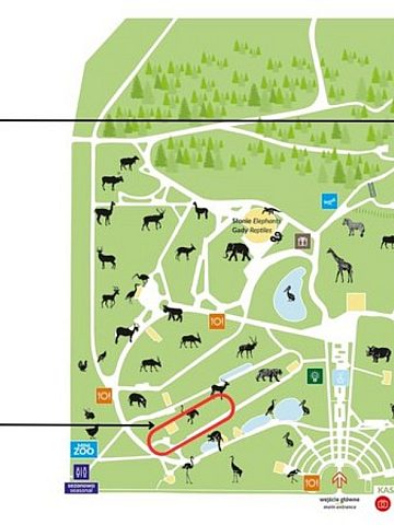 W chorzowskim zoo powstanie nowa lwiarnia 4 W chorzowskim zoo powstanie nowa lwiarnia 4