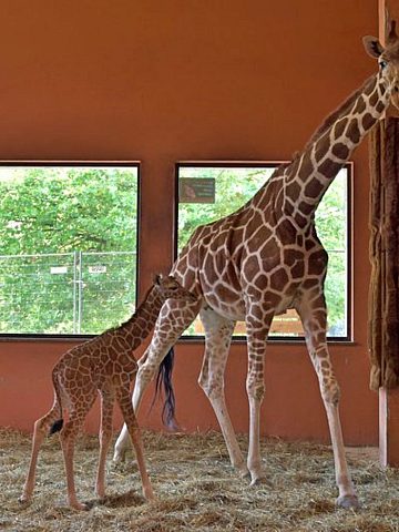 W śląskim zoo urodziła się żyrafa Po siedmiu latach przerwy 1 W śląskim zoo urodziła się żyrafa Po siedmiu latach przerwy 1