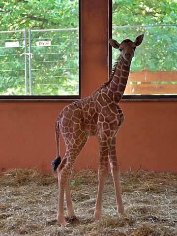 W śląskim zoo urodziła się żyrafa Po siedmiu latach przerwy 2 W śląskim zoo urodziła się żyrafa Po siedmiu latach przerwy 2