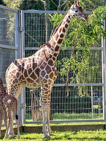 W śląskim zoo urodziła się żyrafa Po siedmiu latach przerwy 4 W śląskim zoo urodziła się żyrafa Po siedmiu latach przerwy 4