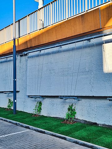 Zielony Chorzów 5 Zielony Chorzów 5