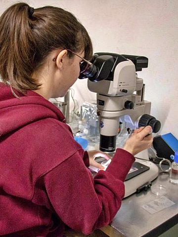 Nosorożce z in vitro 2 Nosorożce z in vitro 2