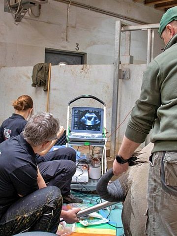 Nosorożce z in vitro 3 Nosorożce z in vitro 3