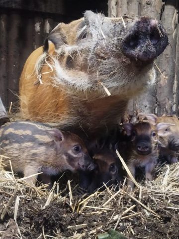 Swinie rzeczne zoo chorzow 04 Swinie rzeczne zoo chorzow 04