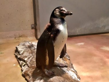 Chorzowskie zoo szuka imienia dla pingwina Chorzowskie zoo szuka imienia dla pingwina