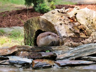 Chorzów zoo wydra