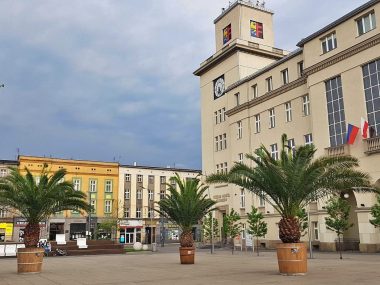 Chorzów palmy na Rynku Chorzów palmy na Rynku