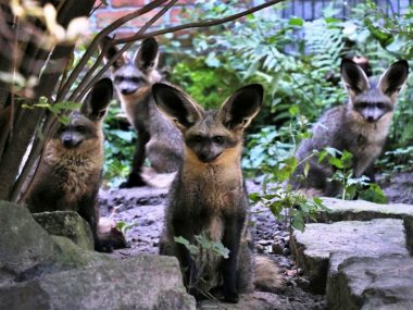 Chorzów zoo otocjony Chorzów zoo otocjony