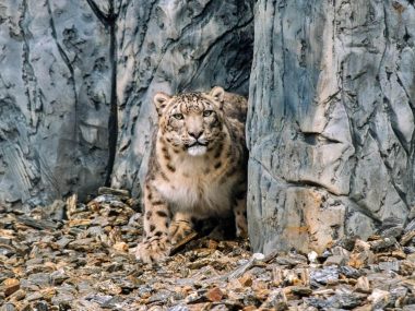 Chorzów zoo pantery śnieżne