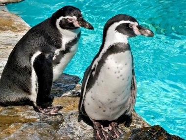 Chorzów zoo pingwiny