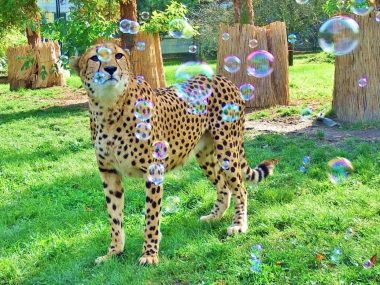 Dzień Kota w śląskim zoo Dzień Kota w śląskim zoo