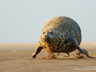 Fotograf z Chorzowa w finale międzynarodowego konkursu Comedy Wildlife Photography Awards 2023 Fotograf z Chorzowa w finale międzynarodowego konkursu Comedy Wildlife Photography Awards 2023