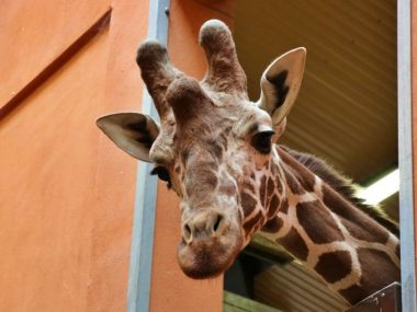 Ignaś nowa żyrafa w śląskim zoo Ignaś nowa żyrafa w śląskim zoo