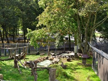 Kolejna inwestycja w śląskim zoo. Otwarto nowy kompleks dla rosomaków tudnrowych i rysi euroazjatyckich Kolejna inwestycja w śląskim zoo. Otwarto nowy kompleks dla rosomaków tudnrowych i rysi euroazjatyckich
