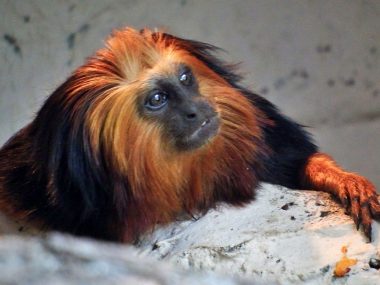 Ląski Ogród Zoologiczny