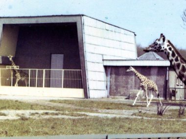 Urodziny śląskiego ogrodu zoologicznego Urodziny śląskiego ogrodu zoologicznego
