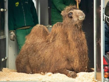 Śląskie zoo nowy wielbładzica Śląskie zoo nowy wielbładzica