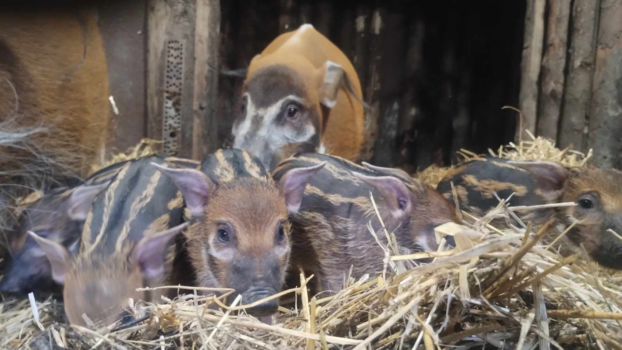 Swinie rzeczne zoo chorzow 02