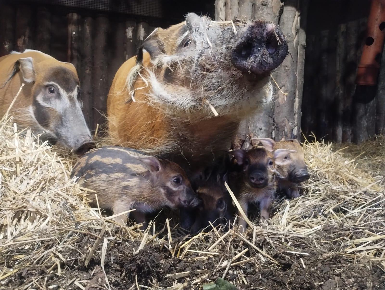 Swinie rzeczne zoo chorzow 04