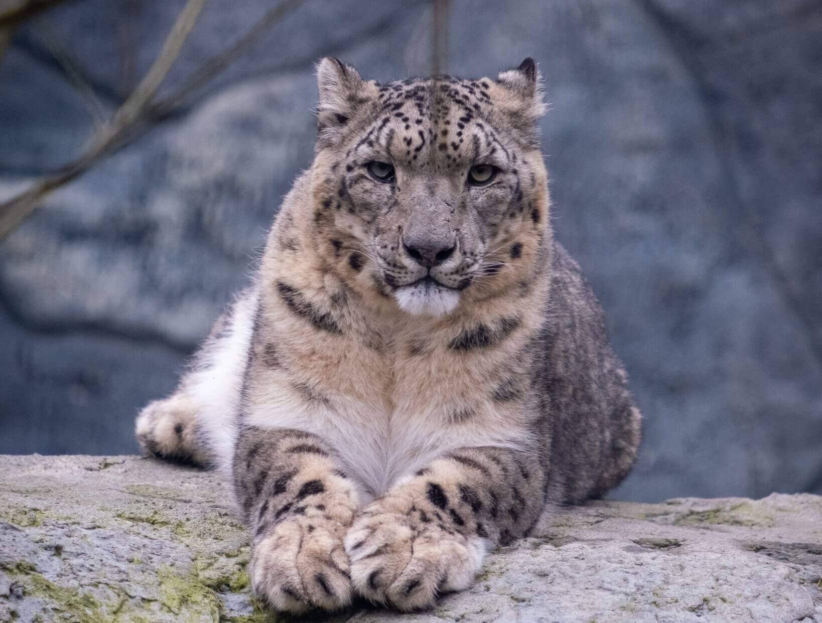 Śląski Ogród Zoologiczny żegna Lohlana. Nie żyje samiec pantery śnieżnej