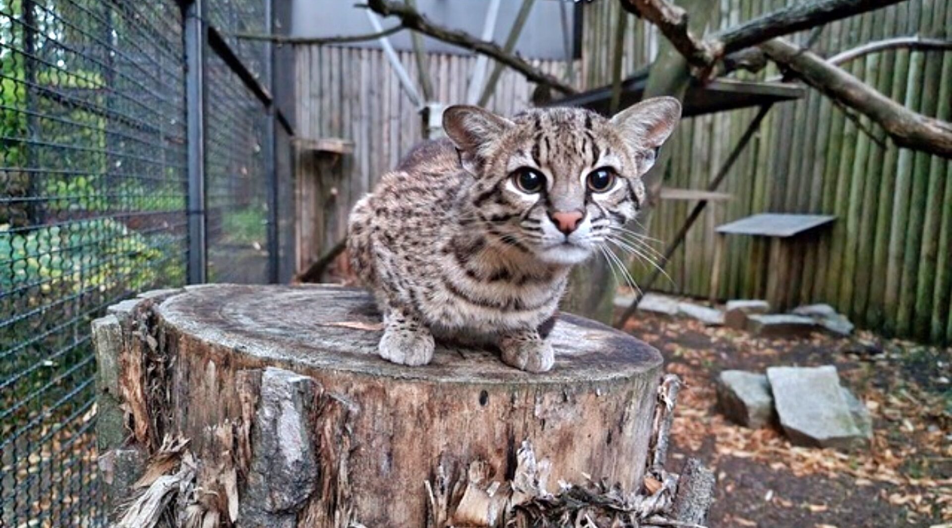 Slaskie zoo koty argentynskie Slaskie zoo koty argentynskie