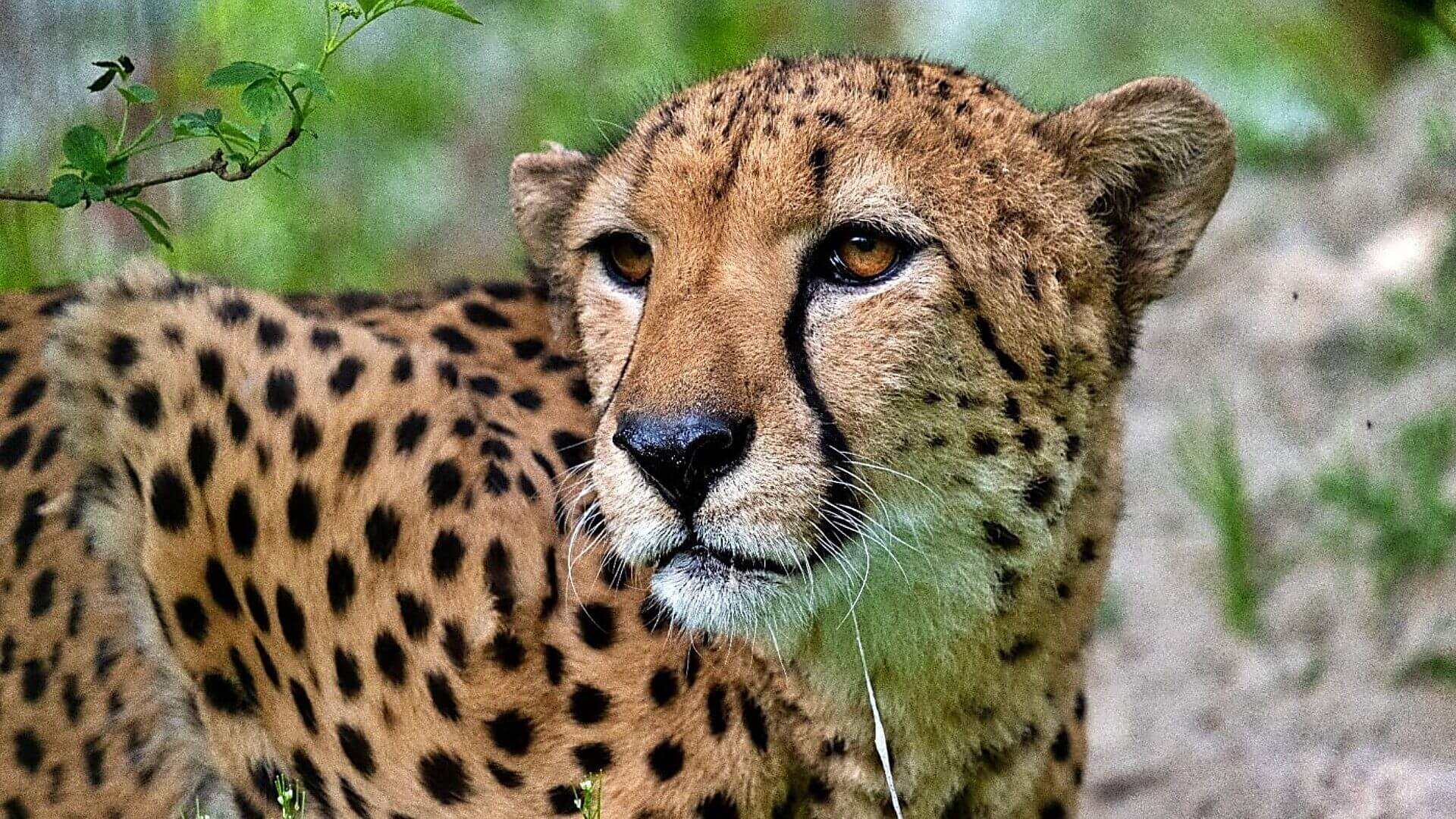 Slaskie zoo Slaskie zoo