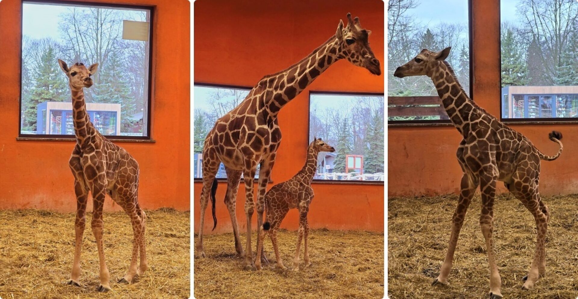 Slaskie zoo zyrafa Slaskie zoo zyrafa