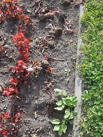 Chorzow wandale 11 Chorzow wandale 11