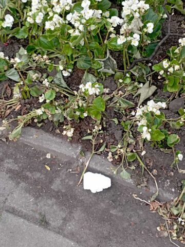 Chorzow wandale 7 Chorzow wandale 7