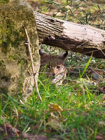 Grenderah nowa mieszkanka slaskiego zoo 1 Grenderah nowa mieszkanka slaskiego zoo 1