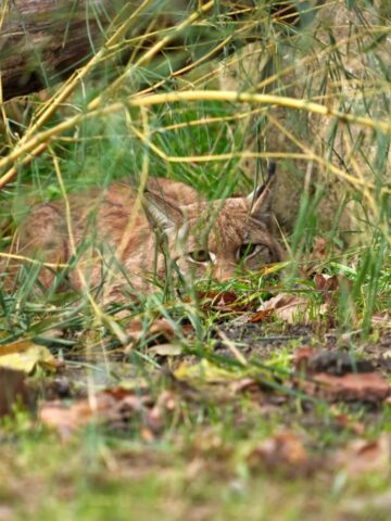 Grenderah nowa mieszkanka slaskiego zoo 3 Grenderah nowa mieszkanka slaskiego zoo 3