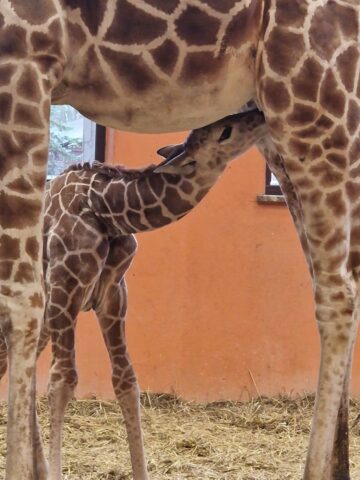 Lea zyrafa slaskie zoo 3 Lea zyrafa slaskie zoo 3