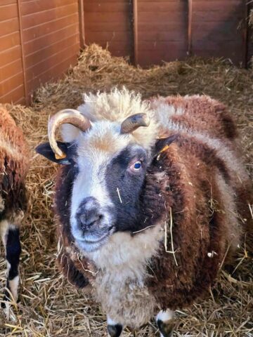 Slaskie zoo szopka 6 Slaskie zoo szopka 6