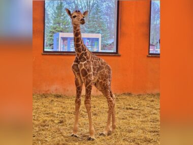 W śląskim zoo urodziła się żyrafa. Już trzecia po siedmioletniej przerwie W śląskim zoo urodziła się żyrafa. Już trzecia po siedmioletniej przerwie