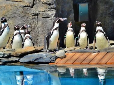 Pingwiny slaskie zoo Pingwiny slaskie zoo
