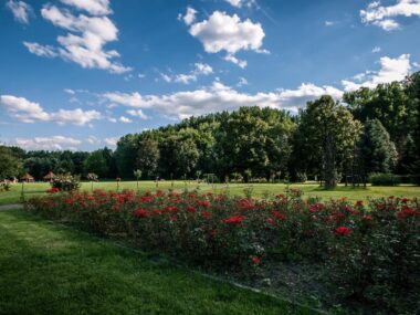 Rosarium park slaski 7 Rosarium park slaski 7
