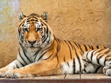 Slaskie zoo tygrys amurski 1 Slaskie zoo tygrys amurski 1