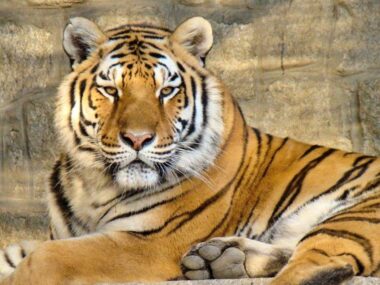 Slaskie zoo tygrys Slaskie zoo tygrys