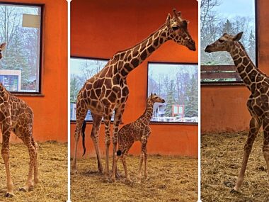 Slaskie zoo zyrafa